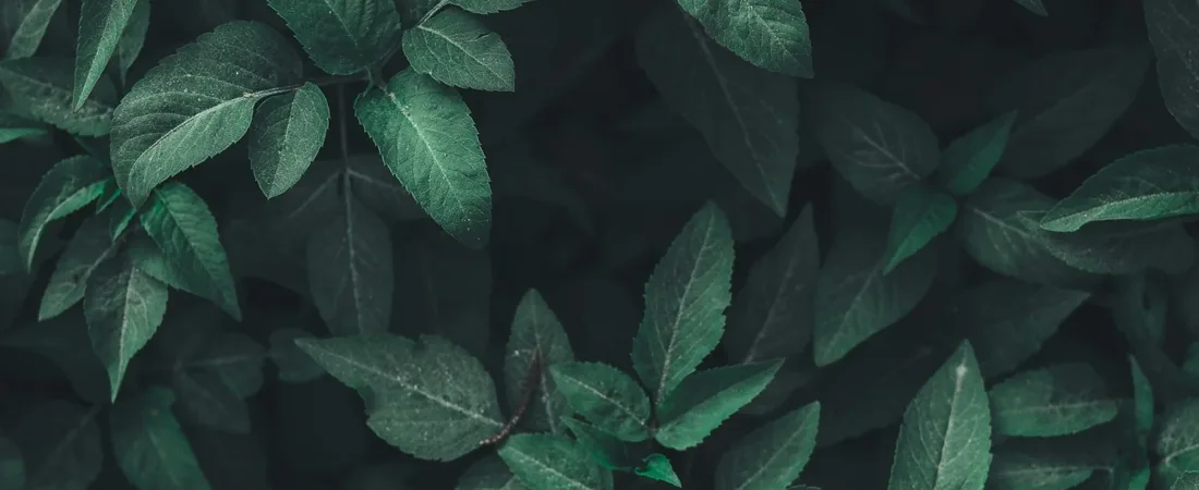 Een rustige compositie van groene bladeren